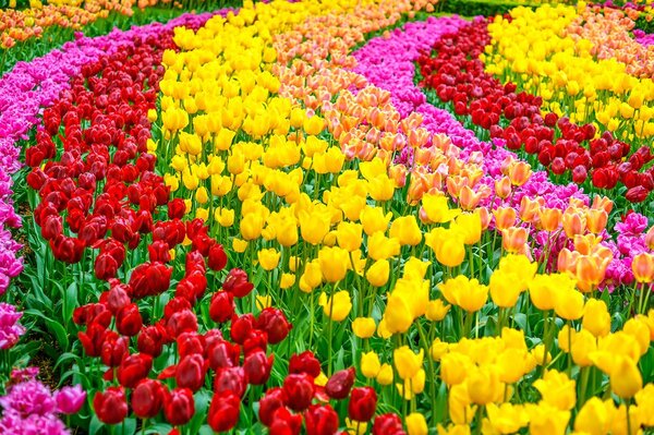 Carta da parati – Giardino pieno di tulipani