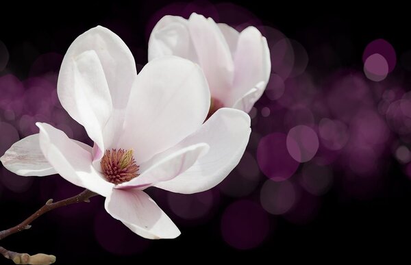 Carta da parati – Fiore di magnolia su sfondo astratto