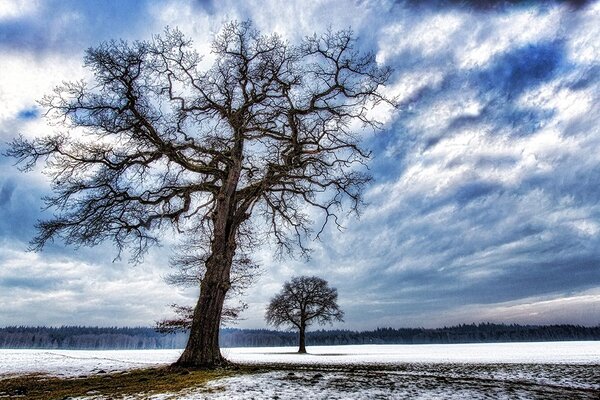 Carta da parati – Alberi in inverno