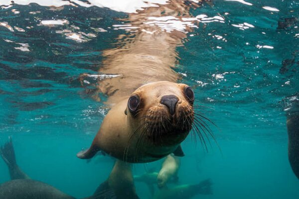 Fotografia Young South American sea lion pup, by wildestanimal