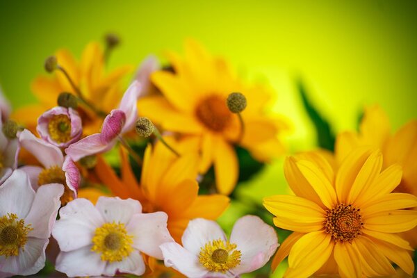 Carta da parati – Bouquet estivo