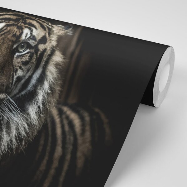 Carta da parati – Tigre