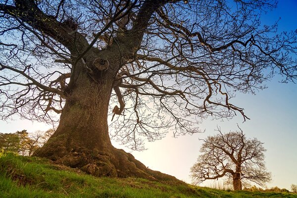 Carta da parati – Simbiosi degli alberi