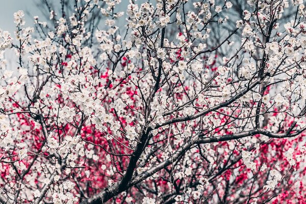 Carta da parati – Fiori di pesco