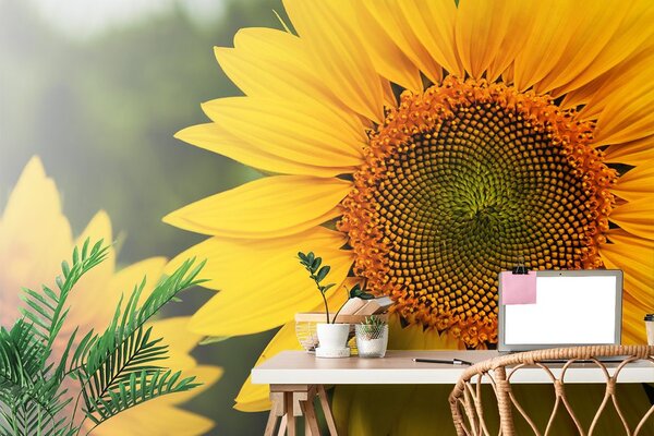 Carta da parati – Girasole giallo