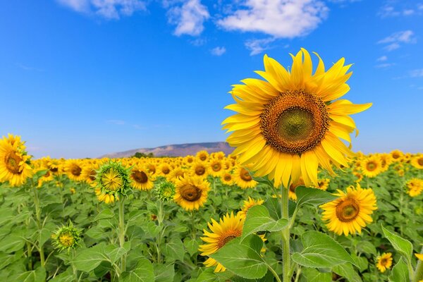 Carta da parati – Campo di girasoli