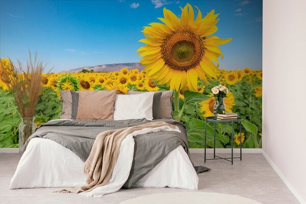 Carta da parati – Campo di girasoli