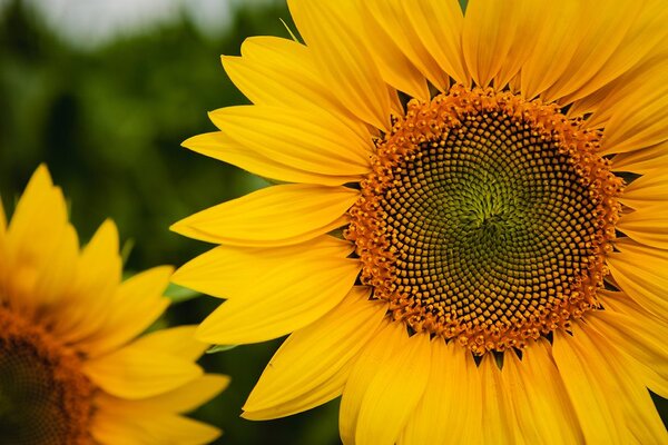 Carta da parati – Girasole giallo