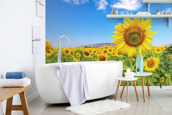 Carta da parati – Campo di girasoli