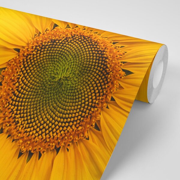 Carta da parati – Girasole giallo