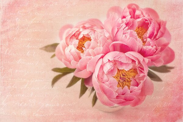 Carta da parati – Peonia delicata