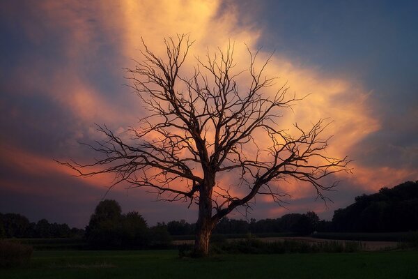 Carta da parati – Albero splendido nel prato