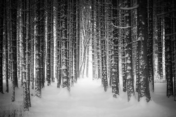 Carta da parati – Bosco innevato in bianco e nero