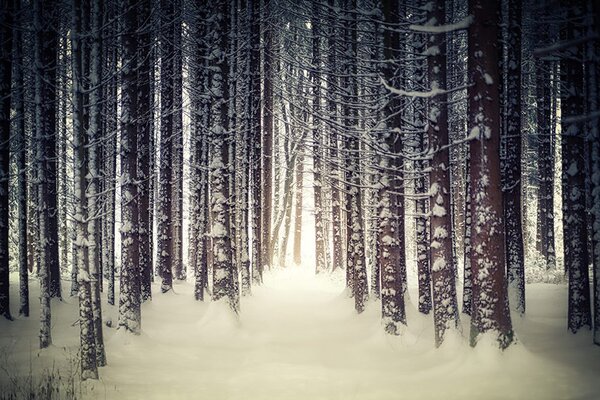 Carta da parati – Bosco innevato