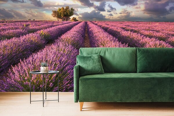 Carta da parati – Terra di campi di lavanda