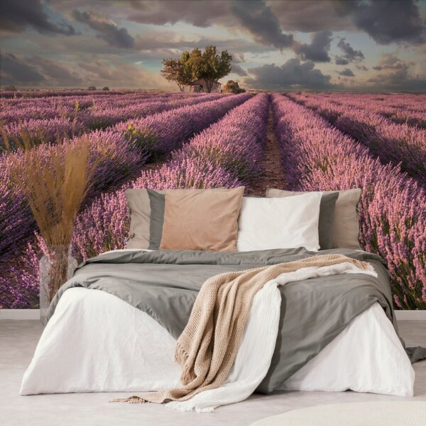 Carta da parati – Terra di campi di lavanda