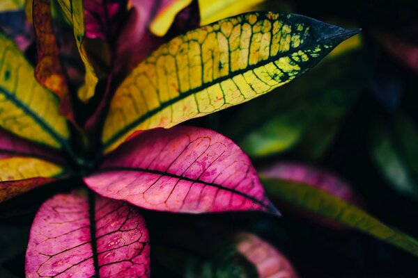 Carta da parati – Foglie colorate