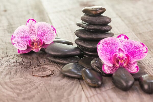 Carta da parati – Orchidea e pietre Zen su legno