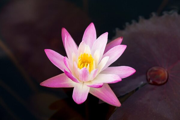 Carta da parati – Fior di loto rosa