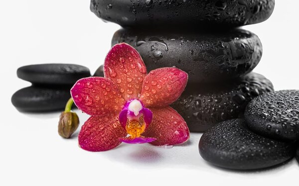 Carta da parati – Orchidea e pietre Zen su sfondo bianco