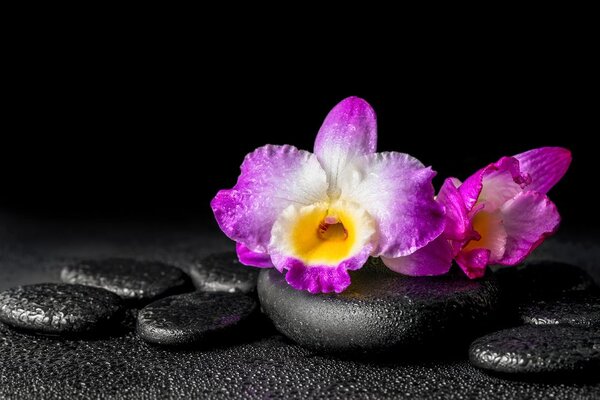 Carta da parati – Orchidea su pietre Zen