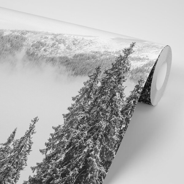 Carta da parati – Alberi di pino innevati bianco e nero