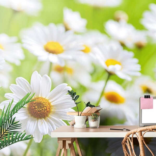 Carta da parati – Prato primaverile pieno di fiori