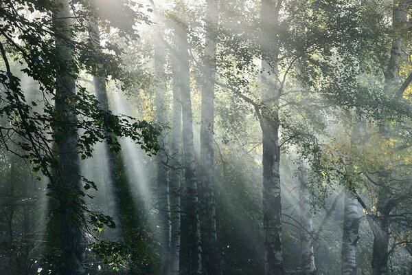 Carta da parati – Raggi di sole nel bosco nebbioso