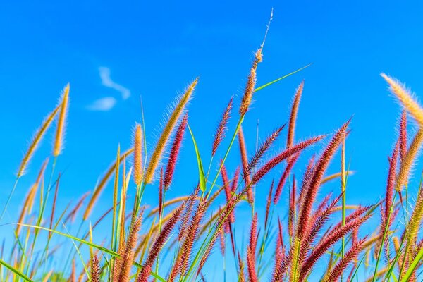 Carta da parati – Erba selvaggia sotto il cielo