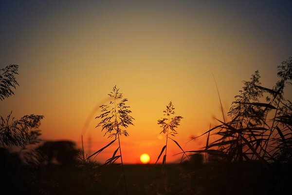 Carta da parati – Steli d'erba al tramonto