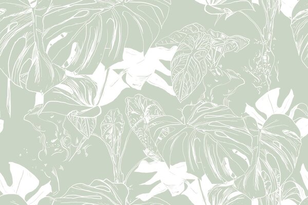 Carta da parati – Monstera insolita