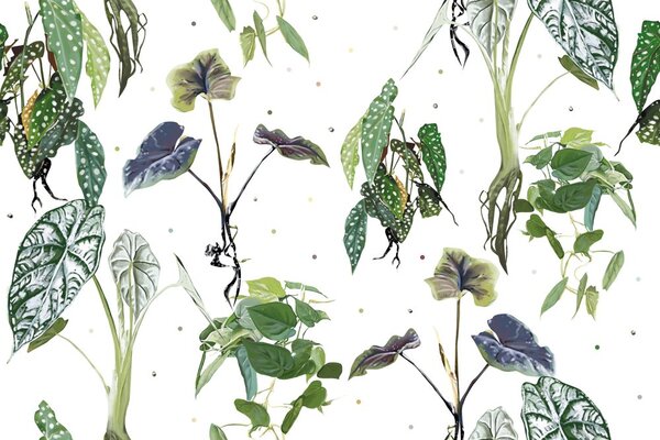 Carta da parati – Foglie meravigliose su sfondo bianco