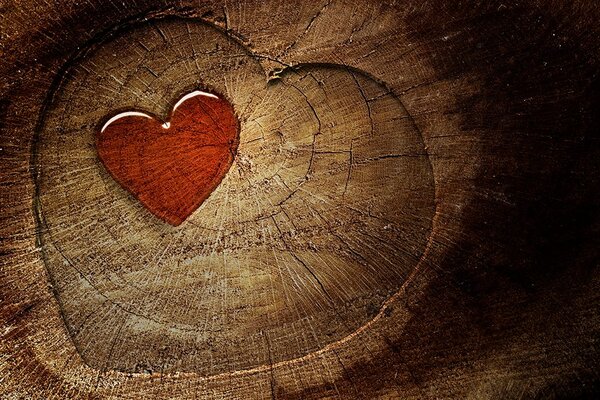 Carta da parati – Cuore sul ceppo