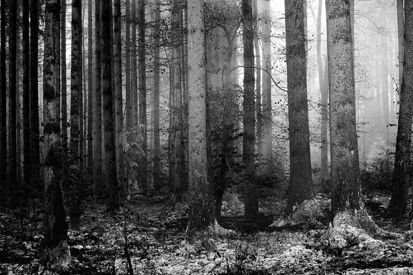 Carta da parati – Mistero del bosco in bianco e nero