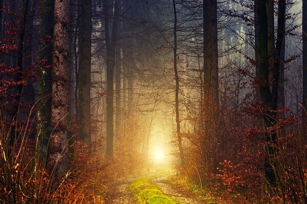 Carta da parati – Luce nel bosco