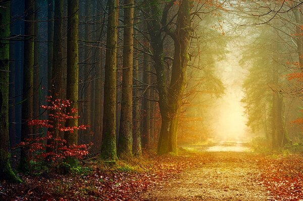 Carta da parati – Sentiero nel bosco