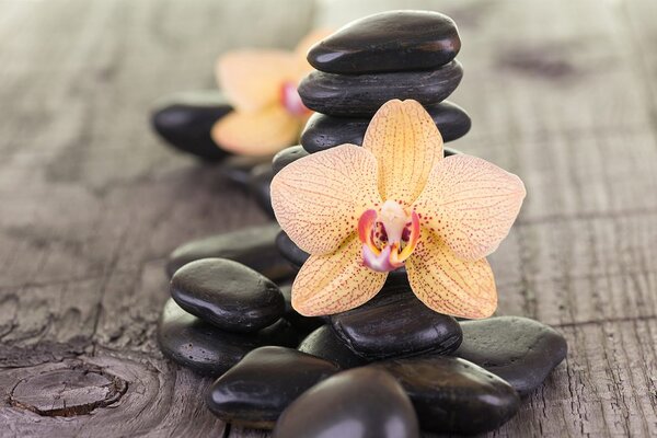 Carta da parati – Orchidee e pietre Zen