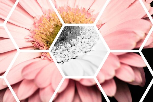 Carta da parati – Gerbera nell'esagono