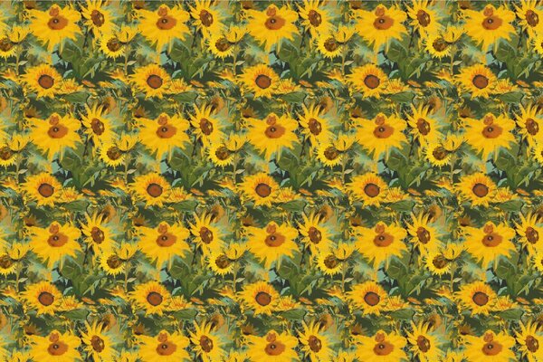 Carta da parati – Girasoli in natura selvaggia