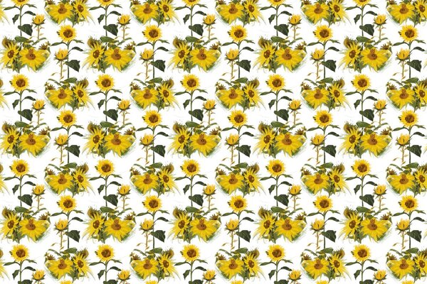Carta da parati – Girasoli su sfondo bianco
