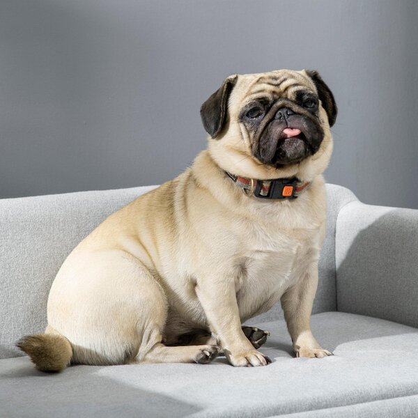 AllMyPets Divano per Cani Taglia Media e Piccola Vellutato con Cuscino, Braccioli e Schienale 82x54x36 cm colore Grigio Chiaro - L437149