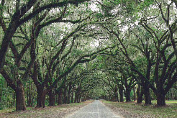 Carta da parati – In abbraccio degli alberi