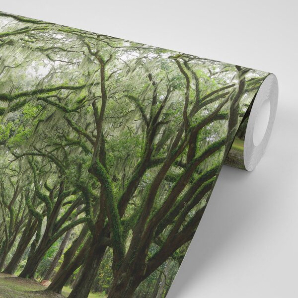 Carta da parati – In abbraccio degli alberi