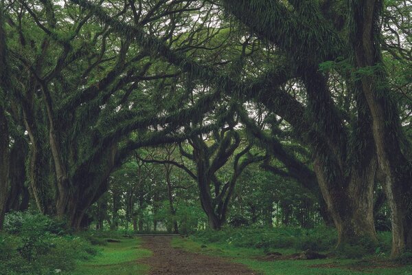 Carta da parati – Sentiero avvolto nel verde