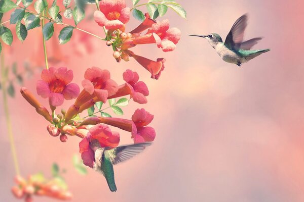 Carta da parati – Invasione di colibrì