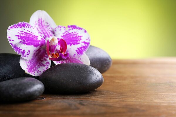 Fotomurale – Orchidea e pietre nere