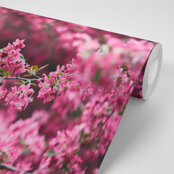 Fotomurale – Fiori di ciliegio dettagliati