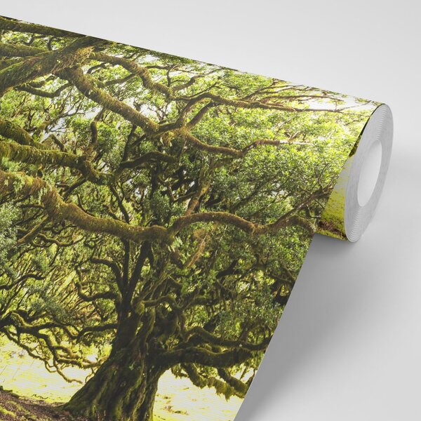 Fotomurale – Alberi coperti di muschio