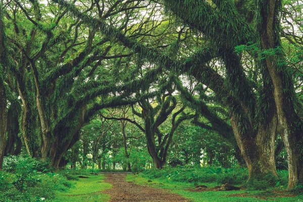 Fotomurale – Sentiero avvolto dagli alberi