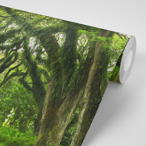 Fotomurale – Sentiero avvolto dagli alberi